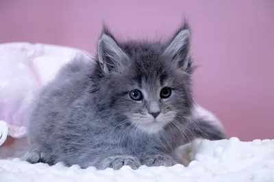 Maine Coon kitten