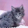 Вашур - фото 2