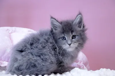 Maine Coon kitten