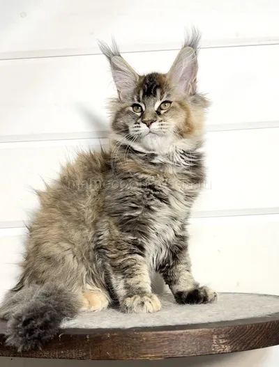 Bloom — Maine Coon kitten, Tortie Silver marble, rossetes blotched MCO fs 25