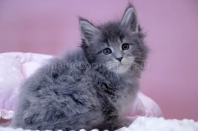 Котенок мейн-кун