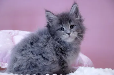 Maine Coon kitten