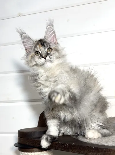 Barbi — Maine Coon kitten, Tortie Silver marble, rossetes blotched MCO fs 25