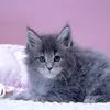 Вашур - фото 4