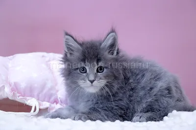 Котенок мейн-кун