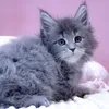 Вашур - фото 5