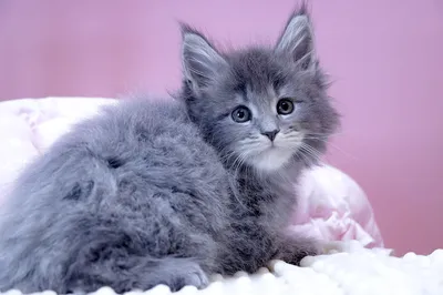 Maine Coon kitten
