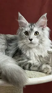 DARINA