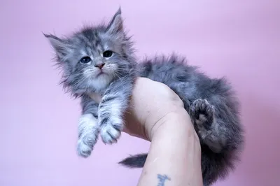 Котенок мейн-кун