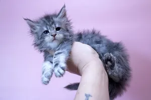Ясмина