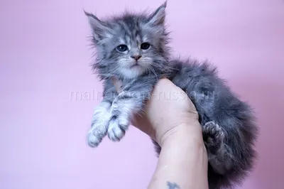 Котенок мейн-кун