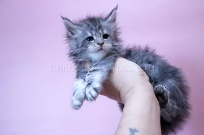 Котенок мейн-кун