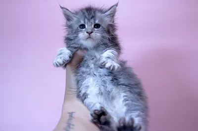 Котенок мейн-кун