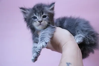 Maine Coon kitten