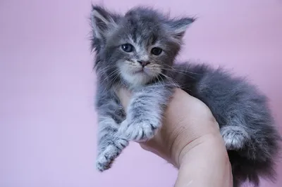 Maine Coon kitten