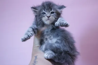 Maine Coon kitten