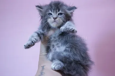 Котенок мейн-кун