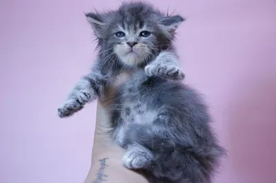 Maine Coon kitten