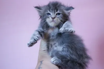 Maine Coon kitten