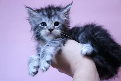 Котенок мейн-кун