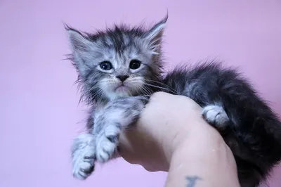 Котенок мейн-кун