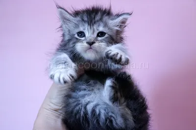 Котенок мейн-кун