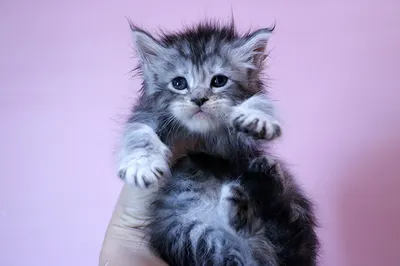 Котенок мейн-кун