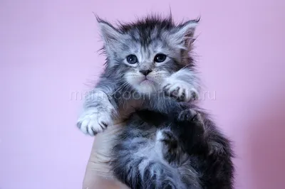 Котенок мейн-кун