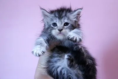 Котенок мейн-кун