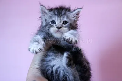 Котенок мейн-кун