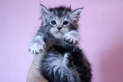 Котенок мейн-кун