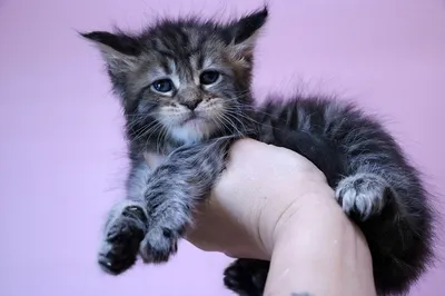 Maine Coon kitten