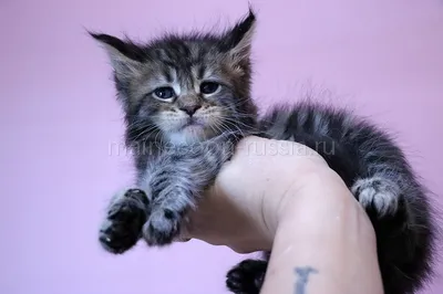Котенок мейн-кун