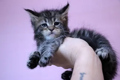 Maine Coon kitten