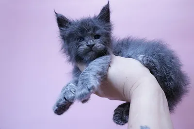Maine Coon kitten