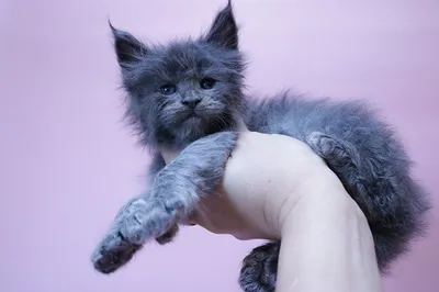 Maine Coon kitten