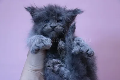 Maine Coon kitten