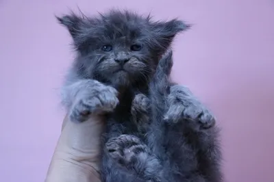 Maine Coon kitten