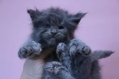 Maine Coon kitten