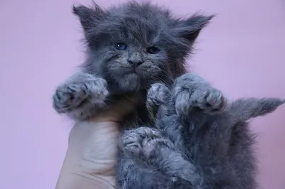 Maine Coon kitten