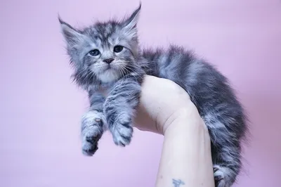 Maine Coon kitten