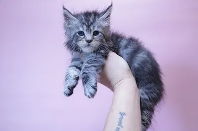 Maine Coon kitten