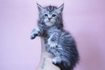 Maine Coon kitten