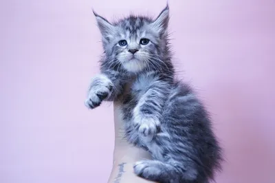 Maine Coon kitten