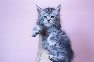 Maine Coon kitten