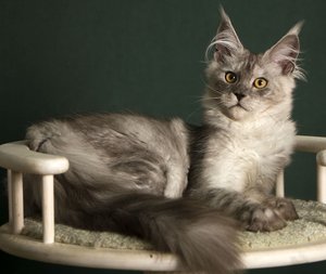 JADE SERENITY