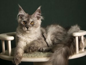 JADE SERENITY