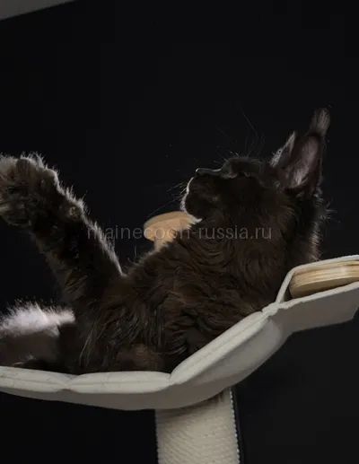 Berry — Maine Coon kitten, Black MCO n