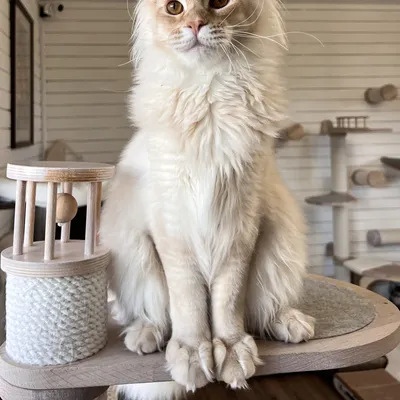 Котенок мейн-кун