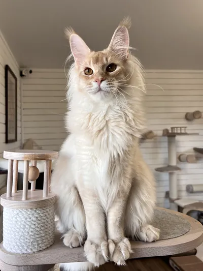 Котенок мейн-кун